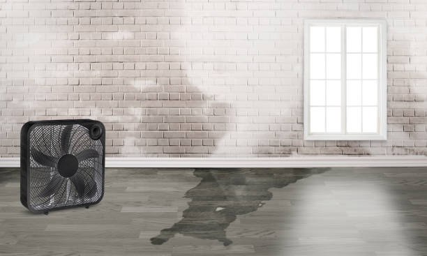Best Local water damage restoration  in Everett, MA